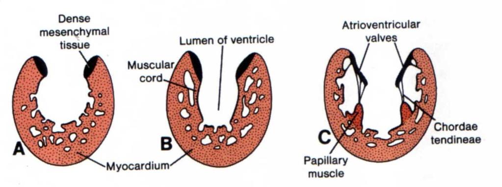 Development of atrioventricular valves (mitral and tricuspid valves) Tissue of the ventricle are hollowed