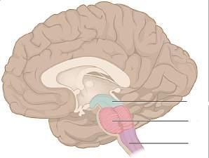 STATION 5: THE CEREBELLUM Why does the cerebellum contain more neurons than any other part of the brain?