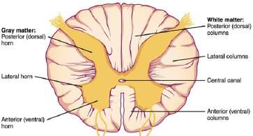 PRIMARY ROLE The cerebellum plays an important role in motor contorl (muscle movements).