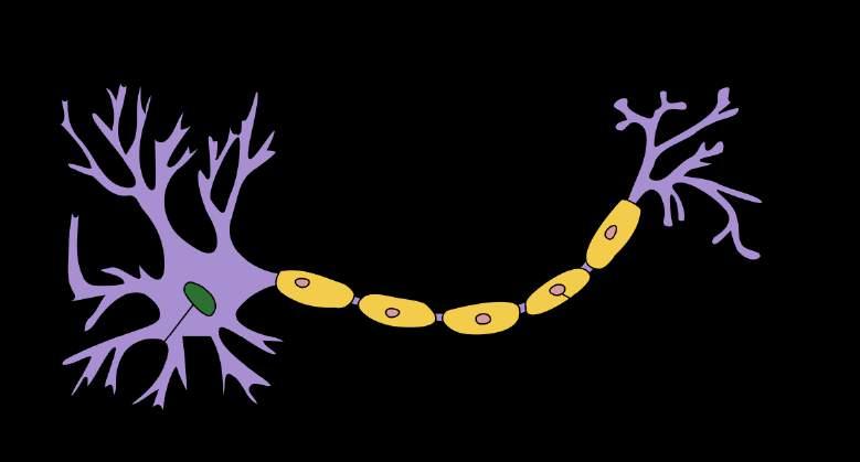 Neurons can transit chemical and electrical informafon in order to communicate.