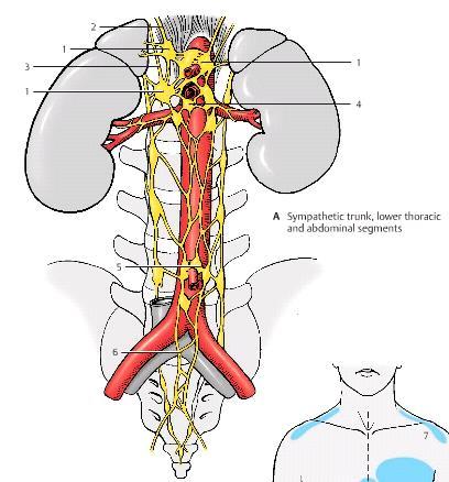 Abdominal and pelvic parts