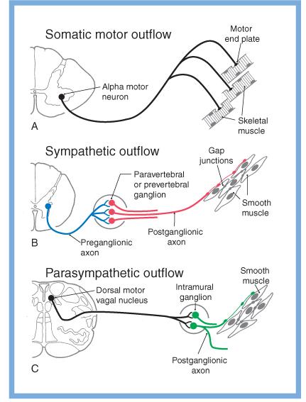 Para and praevertebral ganglia