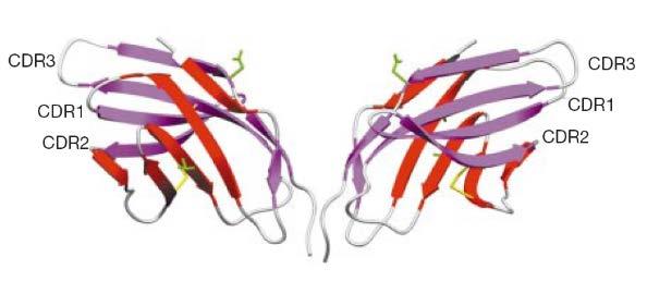 Development of CTLA4-Ig Structure and Function of B7, CD28, and CLTA4 begin to