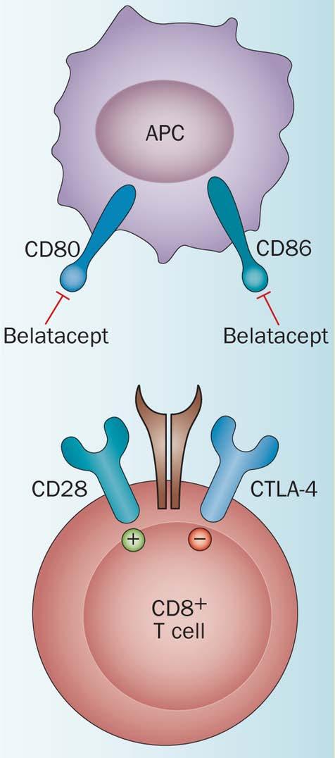 CD28 Costimulation CTLA-4