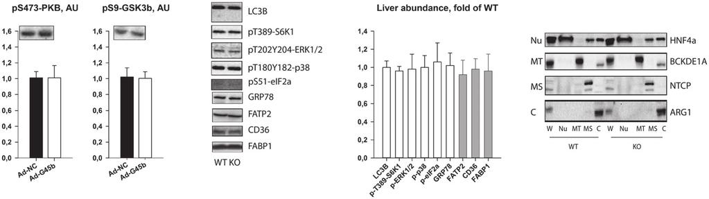 A B C D E Figure EV5. Liver GADD45b controls liver fatty acid handling by cytosolic FABP1 retention. A, B Male 12-weeks-old wild-type (WT; C57Bl/6J) or obese/diabetic (db/db; BKS.
