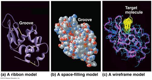 Structure and Functin f Large Bi Mlecules: Mlecules f Life 5.