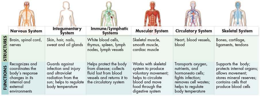 The organ systems, along with their