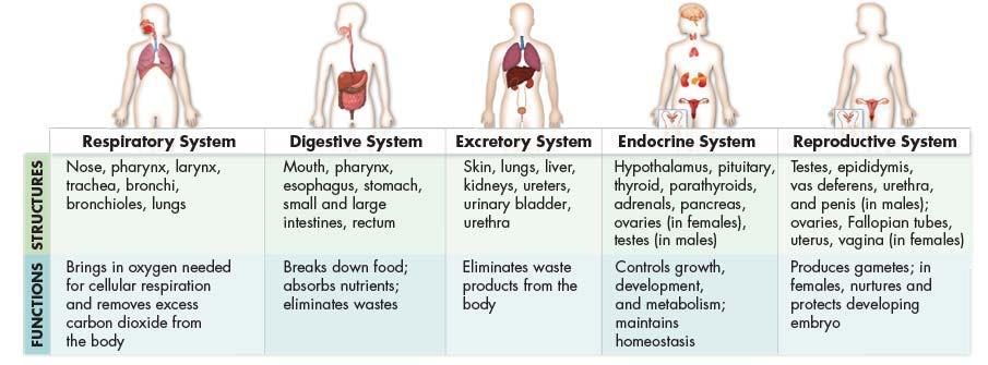 The organ systems, along with their