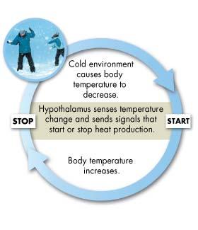 A Living Example of Feedback Inhibition If your body temperature drops well below its normal range, the hypothalamus releases chemicals that signal muscles just below