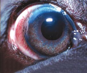 Some cases of lens luxation are due to other eye diseases such as cataracts, inflammation within the eye or chronically increased intraocular pressure (glaucoma).