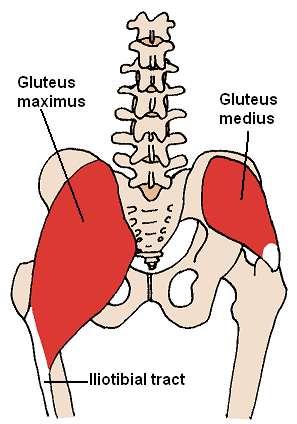 Background Hip Extensors: Gluteus Max Hamstrings