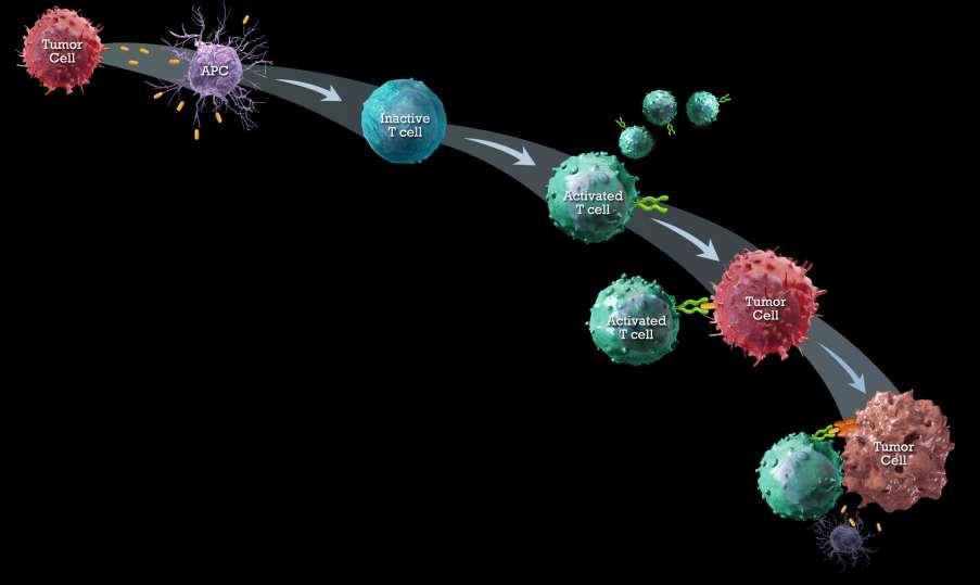 The T-Cell Antitumor Response 1 Tumor antigens released by tumor cells 2 Tumor antigens presented to T cells 3 T cells are activated;