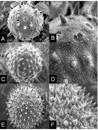 POLLEN MORPHOLOGY IN THE FAMILY MALVACEAE 2209
