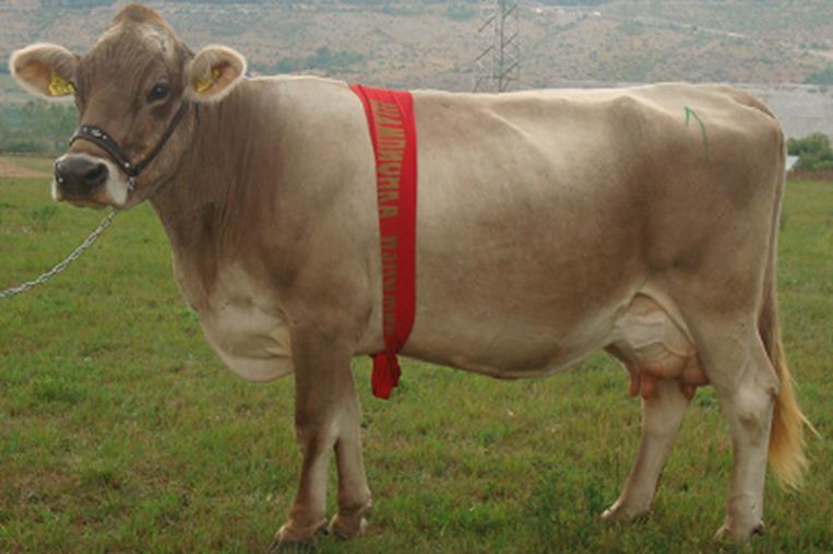 Brown swiss breed has very important role in Montenegro, especially in the northern part of the country where the largest number of animals of