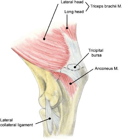 Muscles The muscles surrounding the elbow belong to the brachial and