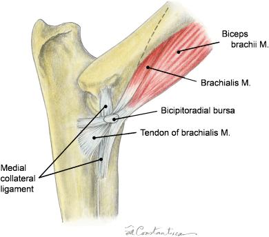 From the brachial group, the biceps brachii and brachialis Mm.