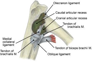 the medial aspect of elbow accompanied by the tensor fasciae antebrachii M.