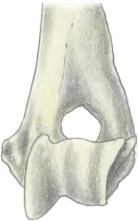 CONSTANTINESCU AND CONSTANTINESCU 139 Fig 13. Distal humerus caudal view. Fig 11.