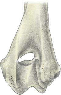 The Elbow Joint Distal humerus distal view.
