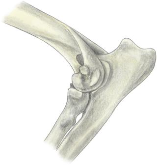Despite the fact that the oblique ligament is not listed in the Nomina Anatomica Veterinaria (NAV), 8 it is a constant structure listed in books and atlases.
