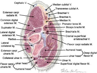 142 CANINE ELBOW ANATOMY Fig 24. Transverse section through a dog elbow proximal radioulnar level. fossa to the medial aspect of the olecranon, just distal to the olecranon tuberosity.