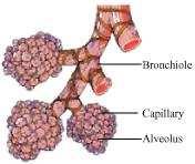 Alveoli and capillaries Question 10: What would be the consequences of a deficiency of haemoglobin in our bodies?