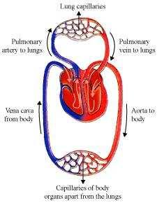 The blood passes to aorta from the left ventricle. The aorta gives rise to many arteries that distribute the oxygenated blood to all the regions of the body.