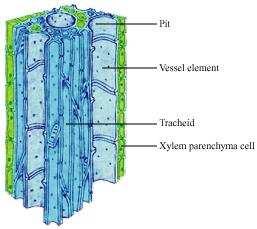 In highly organised plants, there are two different types of conducting tissues xylem and phloem. Xylem conducts water and minerals obtained from the soil (via roots) to the rest of the plant.