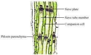 The components of xylem tissue (tracheids and vessels) of roots, stems, and leaves are interconnected to form a continuous system of water-conducting channels that reaches all parts of the plant.