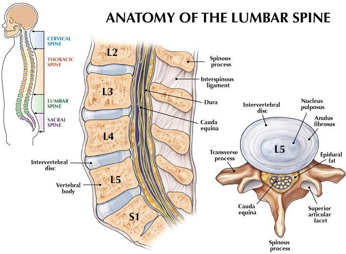 The last the spinal segments L4 and L5 that also connects with the discs carry maximum weight and are more prone to injury.