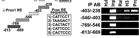 Western blot analysis of actin-normalized protein expression of lymphatic markers as well as total and phosphorylated NF-κB p50 and p65 at different days post-treatment confirmed this conclusion
