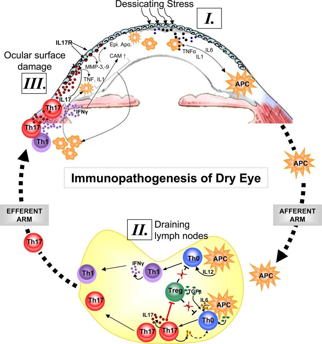 Immunopathogenesis of DED Modified from: Chauhan SK and Dana R.