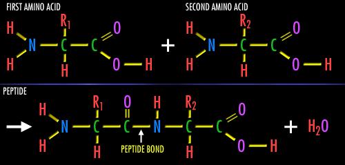 1. Amino Acids Amino acids are the building blocks of proteins. There are 20 amino acids. a. Basic Structure of an Amino Acid Each amino acid has a carbon with four different groups attached. b. R Groups 1) Amine group, NH 2, (basic charge).