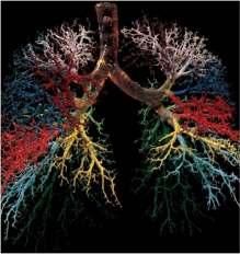 Branches of the Bronchial Tree The successive divisions of the branches from the trachea to the alveoli are: 1.Right and left primary bronchi 2.Secondary or lobar bronchi 3.