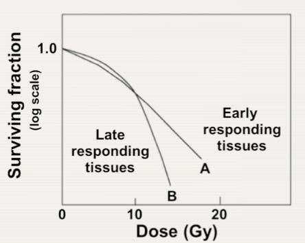 14.7 DOSE RESPONSE CURVES Properties of cell survival curves: For late responding tissues the survival curves are more curved than those for early responding tissues.