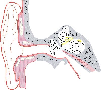 The Ear Impedance matching & transduction Ear canal Pinna