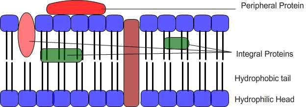 It also recognizes that there is translational movement of lipids and proteins within the lipid bilayer. Non covalent interactions ensure a fluid like state for the membranes.