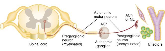 BASIC ANATOMY OF ANS Revision: ganglion is.