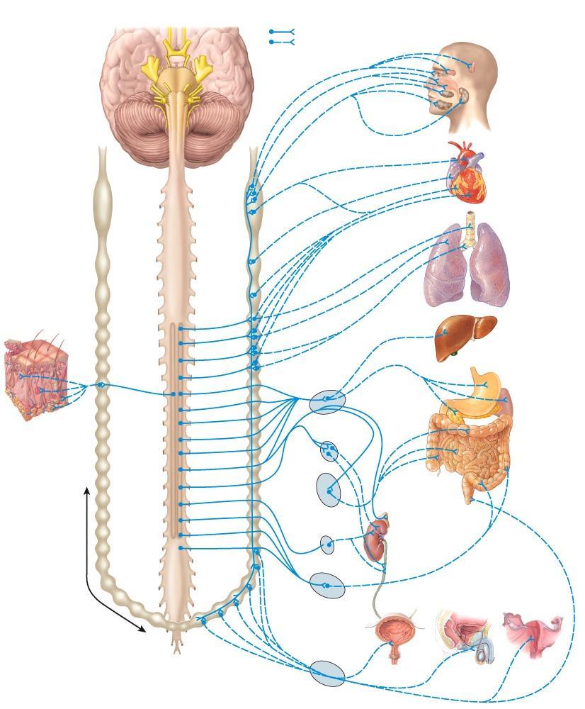 POSTGANGLIONIC SYMPATHETIC FIBERS Above the diaphragm from sympathetic trunk: 1. out same level: e.g. spinal nerve route 2. up chain & out spinal nerve; e.g. sympathetic chain route 2 1 Below the diaphragm from prevertebral ganglia: 3.