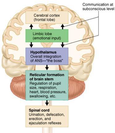 o Hypothalamus overall control and integr