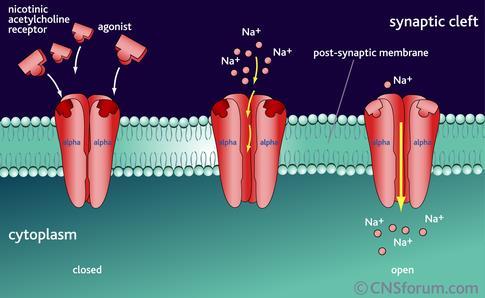 channel Nicotinic receptors are found on dendrites &