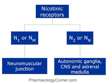 NMJ Activation leads to excitation of the