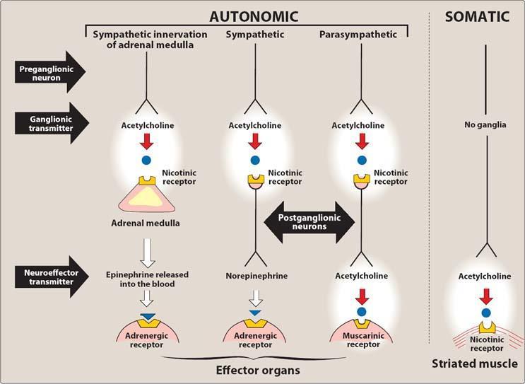 Autonomic vs somatic nerves - summary
