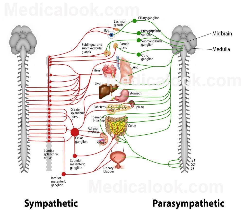 PHYSIOLOGICAL EFFECTS OF ANS o Most body organs receive dual innervation; hypothalamus regulates balance (tone) between sympathetic and parasympathetic activity levels o Some organs have only