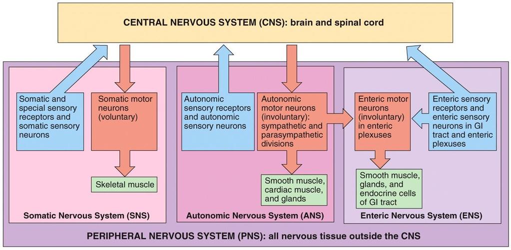 Organization of the Nervous System - revision Sensory component of the PNS Motor component