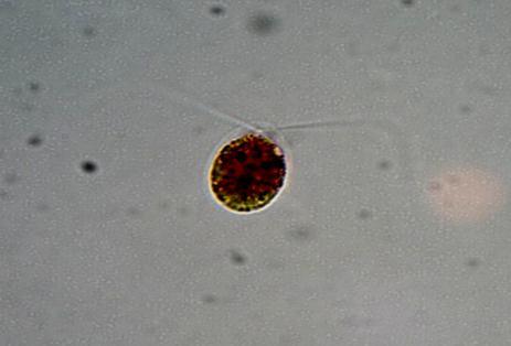 Volume 3, Issue 11 April 2015 582 Fig. 1. Haematococcus pluvialis Flotow.
