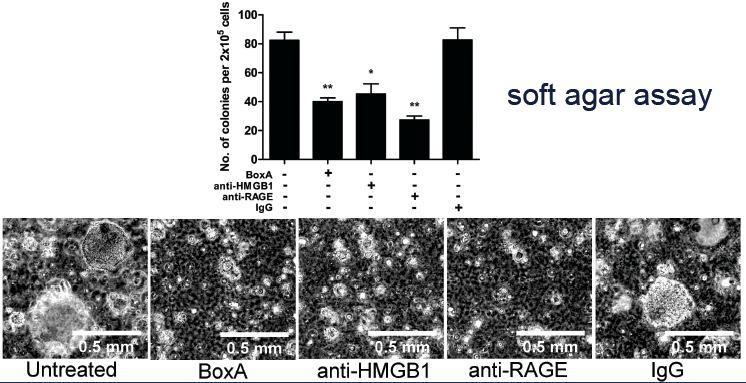 Inhibition of HMGB1 reduces