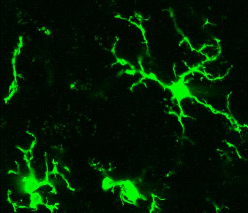 Microglia Are Resident Immune Cells in the Brain Functionally related to periphery macrophages and other cells of monocytic lineage.