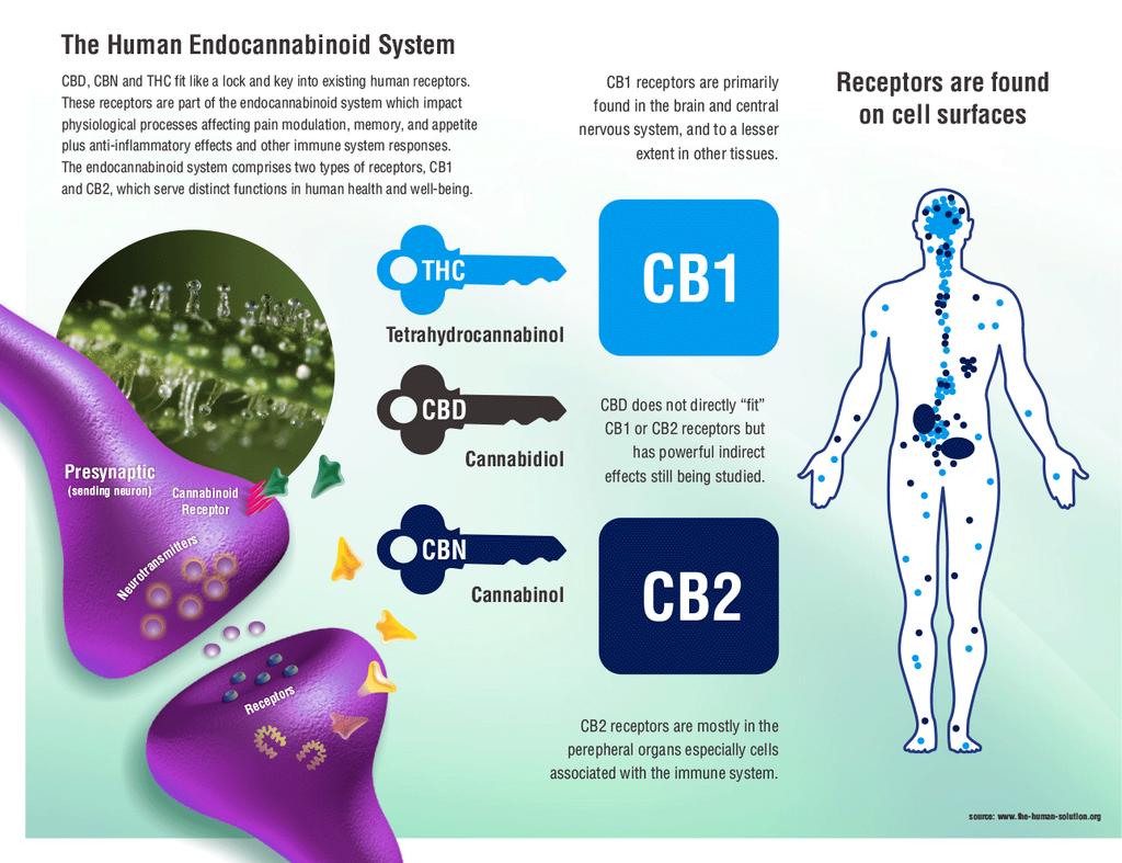CB1Rs CBR1s reside heavily within the CNS and are known for the neurologic affects when activated.