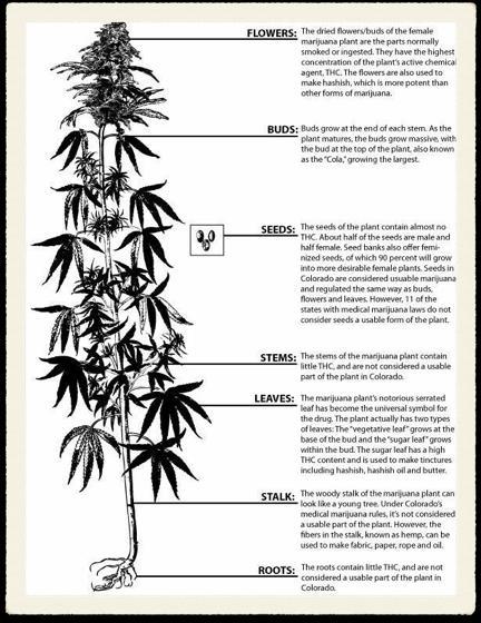system Exogenous cannabis Medical